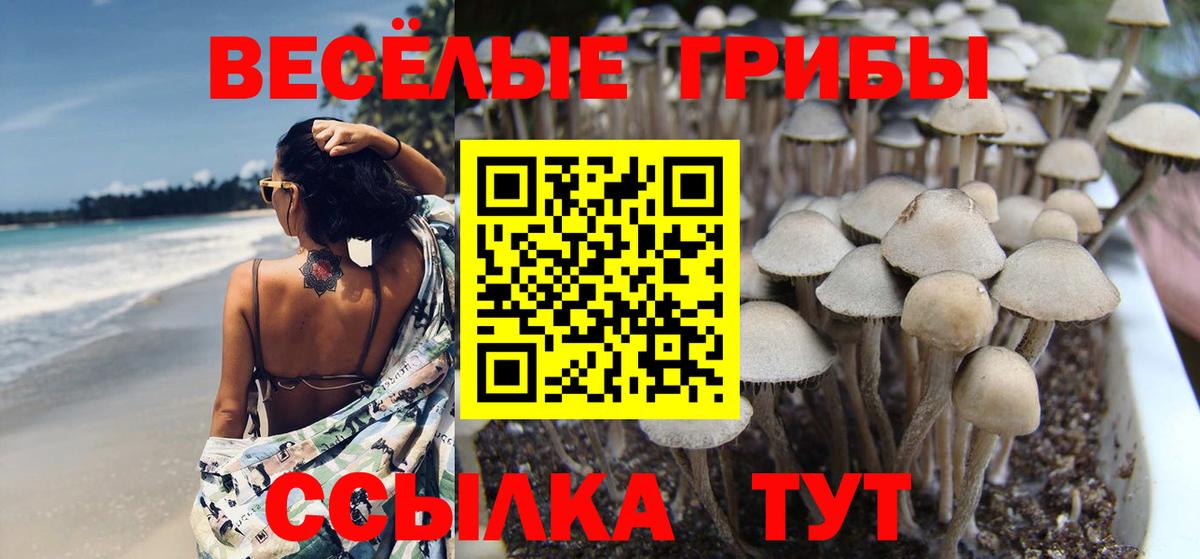Псилоцибиновые грибы Psilocybine cubensis Ишимбай